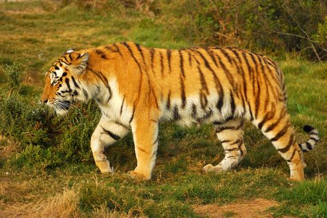 Tiger walking. Full body of a beautiful Siberian Tiger walking in the wild , #Affiliate, #Full, #walking, #Tiger, #body, #wild #ad Tiger Body, Tiger Walking, Tiger Photography, Wild Animal Wallpaper, Grizzly Bears, Wild Tiger, Kitten Photos, Black Jaguar, Wine Poster