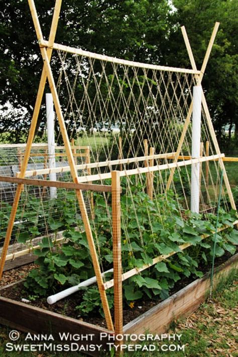 15 easy & attractive DIY cucumber trellis ideas on how to build vertical garden growing structures with simple materials for productive vegetable gardening! - A Piece of Rainbow #spring #summer #trellis #verticalgarden #ediblegarden #vegetablegardening #backyard #gardens #gardening backyard, landscaping, gardening tips, #urbangardening #gardendesign #gardenideas #containergardening #DIY #homestead homesteading #gardeningtips #woodworkingprojects #woodworkingplans #growfood grow your own food Cucumber Trellis, Diy Garden Trellis, Cucumber Plant, Diy Trellis, Watering System, Plants Growing, Garden Vines, Veg Garden, Vegetable Garden Design