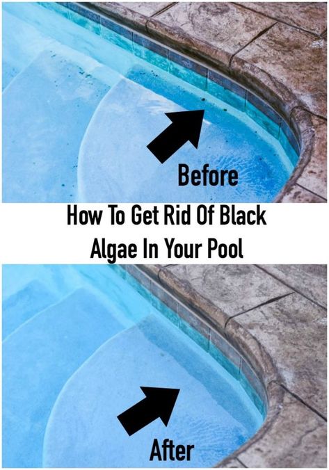 How To Get Rid Of Black Algae In Your Pool Black Algae In Pool, Pool Cleaning Tips, Pool Algae, Clean Pool, Garden Transformation, Pool Play, Swimming Pool Maintenance, Poolside Decor, Swimming Pool Cleaning