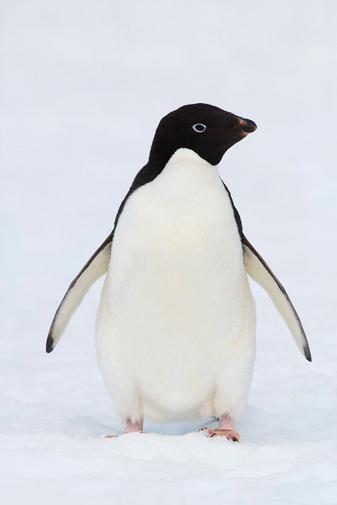 Penguins Project, All About Penguins, Types Of Ice, Penguin Species, Adelie Penguin, Penguin Art, Emperor Penguin, Flightless Bird, Endangered Animals