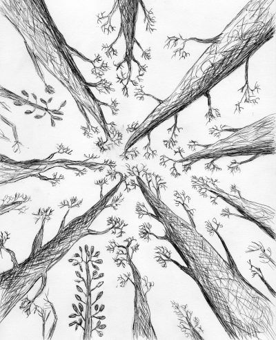 Photography has changed the way we see things in a lot of other artistic pursuits, such as this realistic rendering of the overhead forest canopy. Tree Canopy Drawing, Overhead Perspective Reference, Looking Up At Trees, Tree Perspective, Overhead Photography, Inktober Prompts, Architectural Trees, Landscape Drawing Easy, Trees Drawing