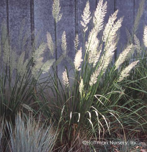 Calamagrostis brachytricha Korean Feather Reed Grass Calamagrostis Brachytricha, Ornamental Grass Landscape, Feather Reed Grass, Agave Attenuata, Shade Loving Perennials, Landscape Design Drawings, Grasses Garden, Evergreen Plants, Moon Garden