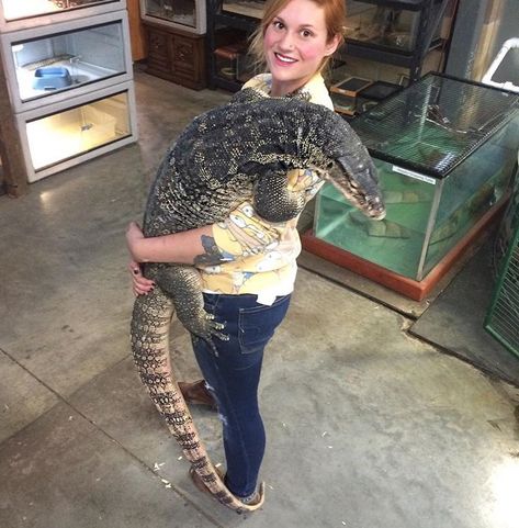 Big Asian water monitor Asian Water Monitor Lizard, Water Monitor Lizard, Asian Water Monitor, Savannah Monitor, Large Lizards, Pet Lizards, Water Monitor, Cute Lizard, Reptile Room