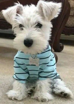 White Schnauzer, Mini Schnauzer Puppies, Schnauzer Puppies, Westie Puppies, Cairn Terriers, Schnauzer Puppy, Westie Dogs, Scottish Terriers, Very Cute Dogs