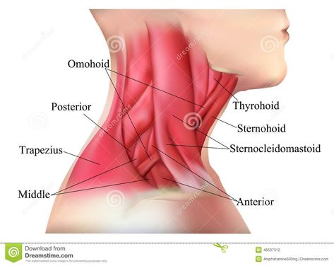 Anatomy Of The Neck, Neck Muscle Anatomy, Myofunctional Therapy, Brain Nervous System, Human Muscle Anatomy, Muscles Of The Neck, Neck Muscles, Facial Anatomy, Nursing Student Tips