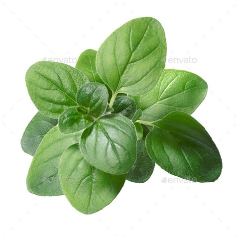 Oregano (Origanum vulgare) leaves by maxsol7. Oregano (Origanum vulgare) leaves. Clipping path, infinite depth of field#leaves, #vulgare, #Oregano, #Origanum