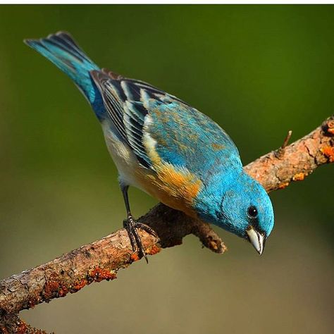 Lazuli Bunting, American Animals, Bird Carving, Birds Of America, Lighting Color, Tiny Bird, Colorful Bird, Backyard Birds, Pretty Birds