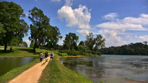 Into the Woods: Trekking at MacRitchie Reservoir Park, Singapore – Random Republika Excessive Sweating, Middle Earth, Trekking, Singapore, Country Roads, Places To Visit, In This Moment