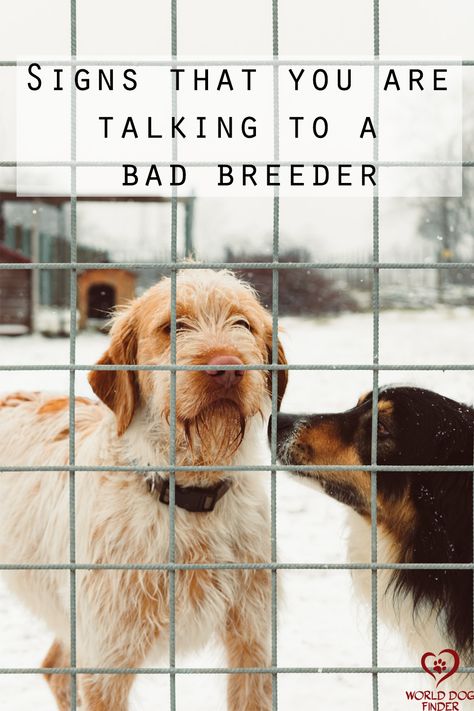 A puppy mill is a term that is used for mass breeding programs that produce a lot of puppies with only one purpose – profit. Those breeders will not worry about puppy health, temperament, or well being. Their main goal is to produce as many puppies as they can so they can earn a lot of money. Their puppies are kept in small overcrowded dirty cages and they are kept there until they can sell them. #puppymillbreeders #puppymill #backyardbreeders How To Sell Puppies, Selling Puppies Ideas, Small Dog Fence, Dog Fence Ideas, Dog Window, Dog Breeders, Tallest Dog, Dog Area, Dog Tips