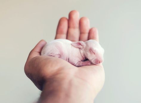 Proud (Human) Papa Gives His Baby Bunny an Adorable Newborn Photo Shoot - My Modern Met Newborn Photo Shoot, Adorable Newborn, Baby Bunny, Newborn Photoshoot, Baby Bunnies, Newborn Photo, Sweet Animals, Animal Planet, Cute Bunny