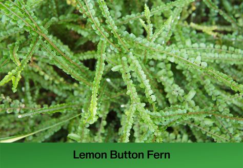 Types of Ferns To Grow Indoors Button Fern Care, Lemon Button Fern, Staghorn Plant, Japanese Fern, Australian Tree Fern, Plant Parenting, Button Fern, Ferns Care, Types Of Ferns