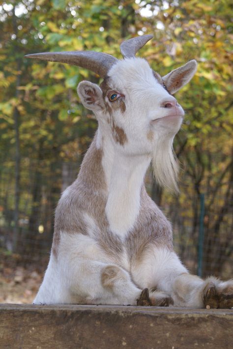 Leucistic Animals, Sanctuary Animals, Barn Window, Farm Animal Paintings, Baby Farm Animals, Cute Goats, Pale Colors, Goddess Of Love, The Barn