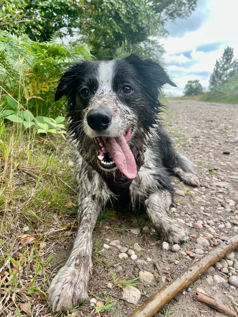 sunset dog walk hike europe uk border collie puppy black white hike Border Collie Hiking, Puppy Black, Border Collie Puppy, Collie Puppy, Hiking Europe, Border Collie Puppies, Dog Walk, Dream Dog, Very Cute Dogs