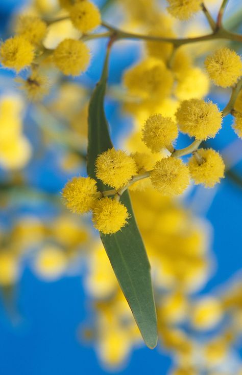 Golden Wattle #goldenwattle Golden Wattle Flower, Wattle Tattoo, Fairy Oc, Koko Black, Golden Wattle, Vision 2024, Flora Flowers, Native Flowers, Deco Studio