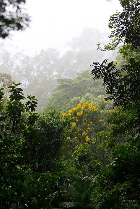 Tropical Wet Evergreen Forest, Tropical Forest Photography, Tropical Evergreen Forest, Mexico Forest, Tropical Forest Wallpaper, Tropical Forests, Forest Core, Evergreen Forest, Tropical Climate