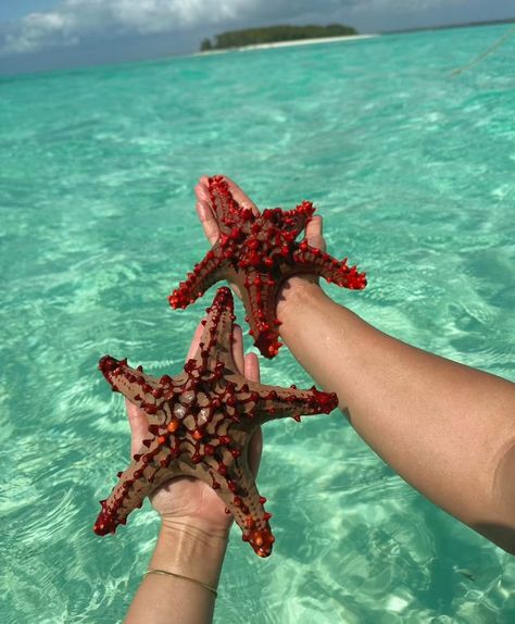 Ocean Starfish, Sea Vacation, Sealife, Amelie, Snorkeling, Sea Life, Starfish, Color