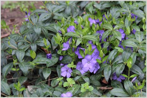 “Invasive” Ground Covers and the Case for Allowing Periwinkle | Garden Rant