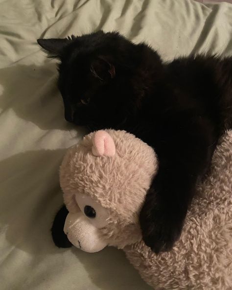 cute black cat hugging a llama plush Cat Hugging Teddy Bear, Black Cat Cuddles, Chaotic Animals, Cat Hugging, Black Cat Plush, Llama Plush, Cat Hug, Cute Black Cat, Cat Cuddle