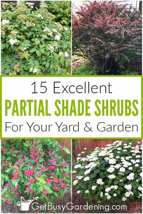 Shade Bushes, Partial Shade Perennials, Flowering Shrubs For Shade, Part Shade Perennials, Partial Shade Flowers, Gardening On A Budget, Privacy Hedges, Indoor Potted Plants, Shrubs For Landscaping