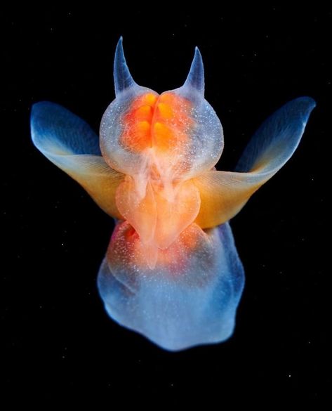 Scott Morrissey on Instagram: “😇 SEA ANGELS 😇 Swipe ➡️ to see what it uses to catch its dinner! Sea angels (clade - Gymnosomata) are a group of small swimming sea…” Sea Angel, Swimming Sea, Ocean Drawing, Mysterious Creatures, Deep Sea Creatures, Sea Slug, Aquatic Animals, Angel Fish, Sea Creature