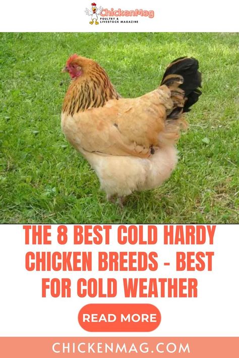 Discover the best cold-hardy chicken breeds for robust flocks that thrive in colder climates. These breeds are perfect for ensuring your chickens stay healthy year-round. Explore more at chickenmag.com/cold-hardy-chicken-breeds #ColdHardyChickens #ResilientFlocks #ColdClimateChickens #WinterReadyHens #ChickensForColderRegions Best Chicken Breeds, Best Chicken, Chicken Breeds, Stay Healthy, The 8, Get Better, How To Stay Healthy, Chicken