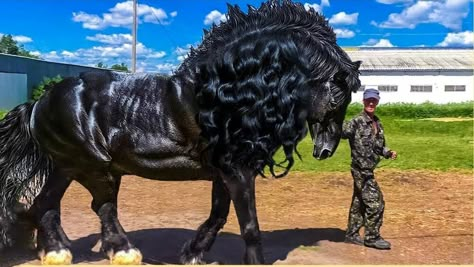 Horse Species, Big Horse Breeds, Giant Horse, Draft Horse Breeds, Belgian Draft Horse, Rare Horse Breeds, Largest Horse Breed, Percheron Horses, Rare Horses