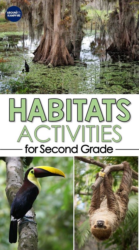 Habitats Activities, Ecosystems Activities, Ecosystem Activities, 2nd Grade Science, Teaching 2nd Grade, Habitat Activities, Grade 2 Science, Second Grade Science, Science Experiments For Kids