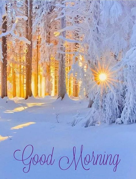 Cute Good Morning Gif, Good Morning Animals, Good Morning Christmas, Good Morning Winter, Morning Winter, Good Morning Tuesday, Good Morning Funny Pictures, Positive Good Morning Quotes, Beautiful Morning Quotes