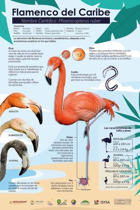 Flamingo Infographic, Flamingo Projects, Animal Infographic, Fairy Tale Crafts, Flamingo Pictures, Scientific Poster, Reading Comprehension For Kids, Animal Tarot, Animals Information