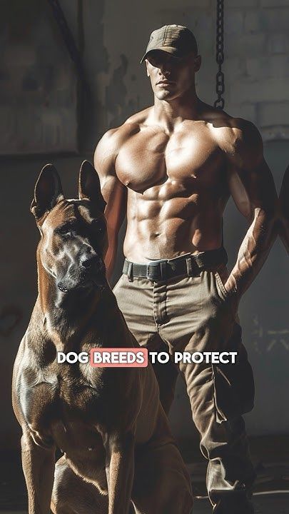 Top 3 best guard dog breeds to protect your family. Best Guard Dog Breeds, Best Family Dog Breeds, Marines Boot Camp, Family Dogs Breeds, Protection Dogs, Guard Dog Breeds, Protective Dogs, Best Guard Dogs, Best Dogs For Families