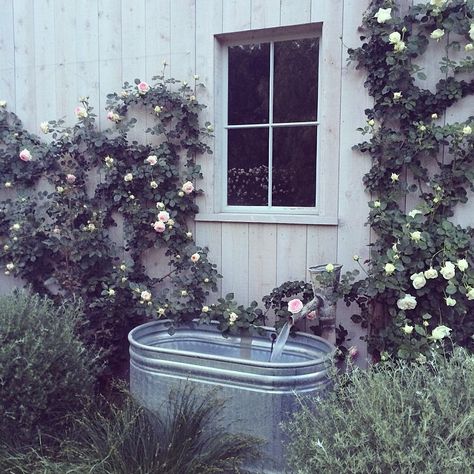 #Eden #roses are starting to bloom! #patinafarm Trough Fountain, Brooke Giannetti, Horse Trough, Patina Farm, Backyard Structures, Water Trough, Water Wise, Garden Fountains, Stone Houses