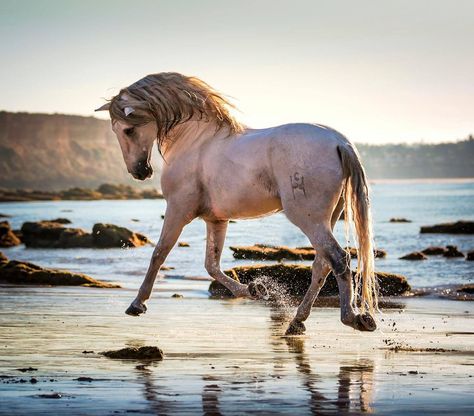 Cartujano horse by Ignacio Alvar-Thomas Andalusian Horse, Most Beautiful Horses, Majestic Horse, All The Pretty Horses, White Horses, Horse Lovers, Equine Photography, Horse Photos, Pretty Horses