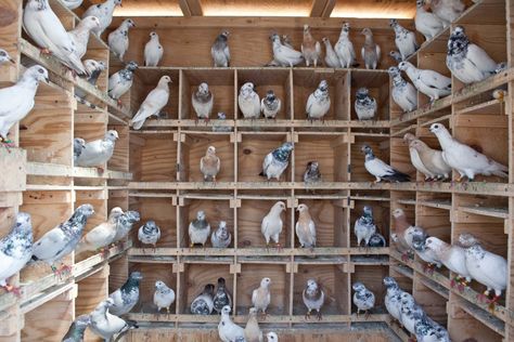 Pigeon House Ideas, Pigeon Flying, Pigeon Coop, Fancy Pigeons, Racing Pigeon Lofts, Pigeon Loft Design, Pigeon Nest, Baby Pigeon, Pigeon Cage