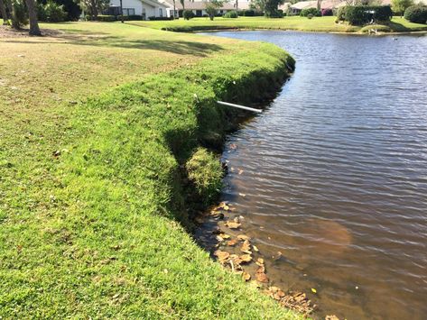 Florida Plants That Control Erosion in a Wetland Florida Plants, Garden Therapy, Erosion Control, Water Pond, Tampa Bay Area, Pond Design, River House, Shrek, Cool Plants