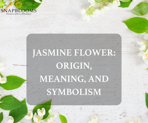 Jasmine flowers are considered a symbol of innocence and purity. Due to their bright colors, Jasmine flower bouquets are one of the best gifts we can give to our loved ones. Jasmine Flower Symbolism, Jasmine Flower Meaning, Plant Meanings, White Jasmine Flower, Jasmine Tattoo, Rose Meaning, Quinceañera Ideas, Pink Jasmine, French Names