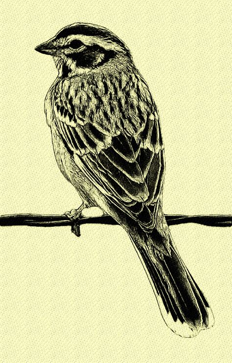 Bird Drawing Ideas, Sparrow Illustration, Bird Drawing Easy, Watercolor Birds Tutorial, Drawing Easy Pencil, Simple Bird Drawing, Shading Pencil, Sparrow Drawing, Sparrow Tattoo Design