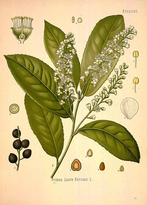 Laurel Drawing, Laurel Plant, Cherry Laurel, Prunus Laurocerasus, Historical Drawings, Plant Illustrations, Botanical Print Set, Plant Images, Botanical Artwork