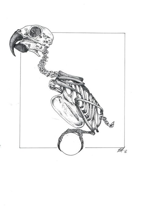 An A3 print of a Parrot created using the stippling technique. Fineliner used. Instagram: @n.c.bennett Pirate Skull Tattoos, Parrot Drawing, Scientific Drawing, Skeleton Drawings, Stippling Art, Animal Skeletons, Skeleton Tattoos, Nature Sketch, Animal Bones