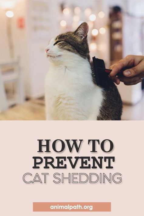 Cat Shedding Solutions, Coconut Oil For Cats, Petting A Cat, Shaved Cat, Help Cat, Cat Remedies, Cat Health Remedies, Cat Health Problems, Cat Hair Removal