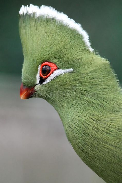 Knysna Loerie or Turaco Bird. Portrait of a beautiful Knysna Loerie or Turaco bird royalty free stock photo Knysna Loerie, Knysna Turaco, Turaco Bird, South African Birds, African Birds, Bird Portrait, Knysna, Interior Design Courses, Garden Route