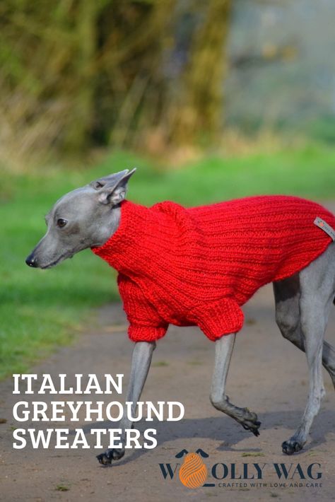 Italian Greyhound Sweater Pattern, Greyhound Sweater, Greyhound Clothes, Italian Greyhound Clothes, Knitted Dog Sweater Pattern, Italian Greyhound Puppies, Greyhound Puppy, Dog Coat Pattern, Italian Greyhound Dog