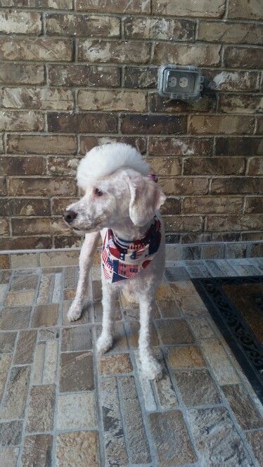 Goldendoodle Mohawk, Poodle Mohawk, Poodle Hair Dye, Poodles With Mohawks, Poodle Colored Hair, Poodle With Mohawk, Poodle Creative Grooming, Poodle Mohawk Dog Grooming, Poodle Hair