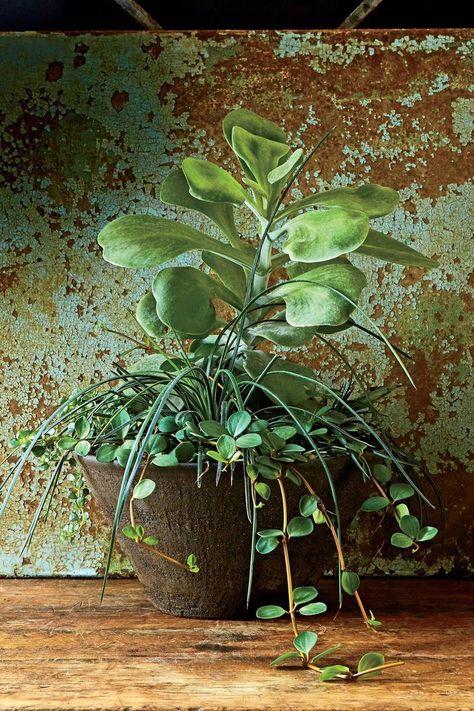 Go Wild with Succulents Hope Peperomia, Indoor Container Garden, Kalanchoe Thyrsiflora, Tillandsia Usneoides, Container Gardening Ideas, Plant Vessels, Ficus Pumila, Kalanchoe Blossfeldiana, Hydrangea Macrophylla