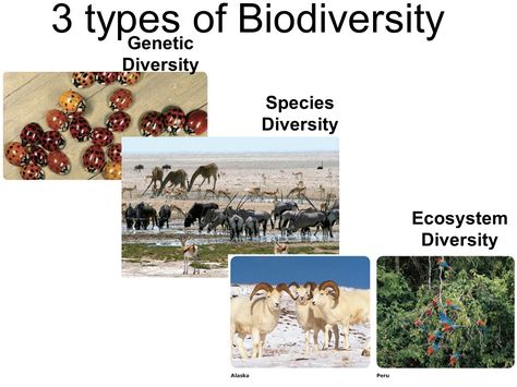 There are three types of biodiversity they are as follows: genetic, species and ecosystem. All three interact and change over time and from place to place. Types Of Biodiversity, Broken Phone Screen, Genetic Diversity, Broken Phone, Tree Day, Photo Album Quote, Body Sculpting, Teaching Tips, Genetic