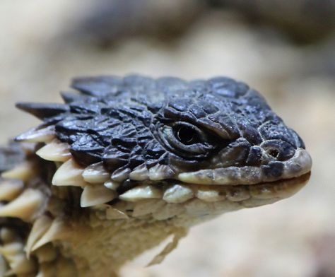 Sungazer, Giant Girdled Lizard, Giant Spiny-tailed Lizard or Giant Zonure Armadillo Lizard, Cute Lizard, Cute Reptiles, Vivarium, Reptiles And Amphibians, Lizards, Animal Planet, Animal Photo, Gecko