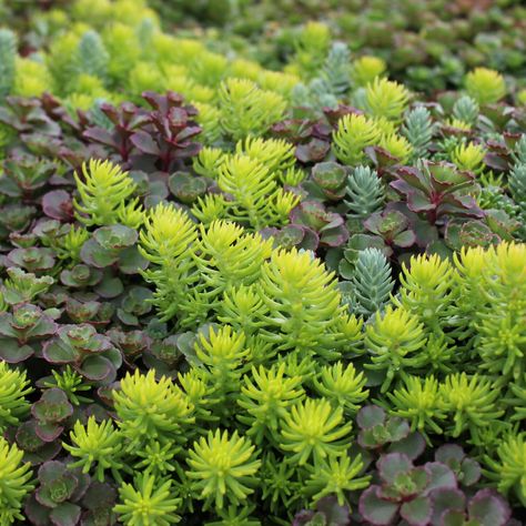 15 Impossible-to-Kill Outdoor Plants Sedum Ground Cover, Sedum Garden, Potato Plant, Sedum Plant, Tattoo Plant, Chicago Botanic Garden, Food Medicine, Sandy Soil, Ground Cover Plants