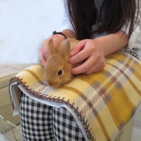 Because I want to fly to Tokyo to pet bunnies. Obviously.  Ms. Bunny Cafe Animal Cafe, Dream Japan, Pet Bunnies, Roppongi Tokyo, Bunny Pet, Dream Cafe, Japan Bucket List, Pet Hotel, Cafe Ideas