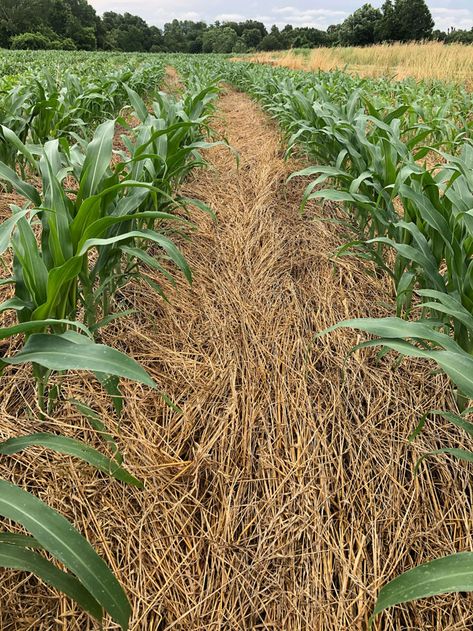 No-Till, Cover Crops and Cattle Bring Revenue to Offset Tight Margins Perma Garden, Cover Cropping, Farming Images, Farm Crops, Rotational Grazing, Sustainable Farm, Farming Ideas, Cover Crops, Regenerative Agriculture