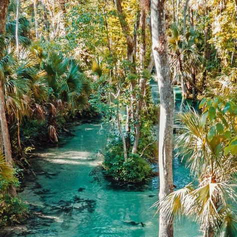 Springs In Florida, Mermaid Island, Florida Wildlife, River Float, Rainbow Springs, Glass Bottom Boat, Florida Springs, Orlando Travel, Lazy River