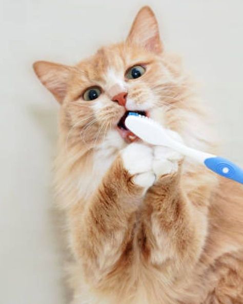 Cat Brushing Teeth, Cat Toothbrush, Cat Teeth, Pet Dental Care, Cat Brush, Brush Teeth, Cat Health Care, Animal Help, Types Of Cats